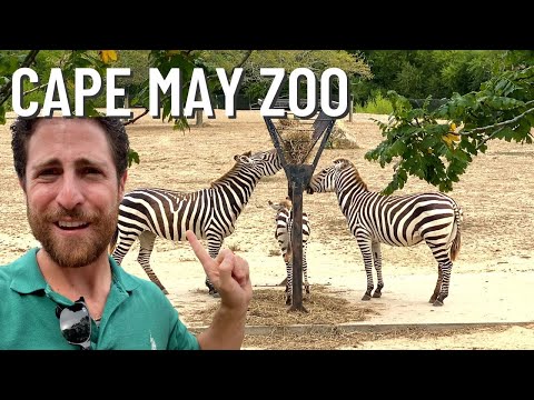 Video: Kiek kainuoja Cape May zoologijos sodas?