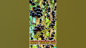 Nho Thân Gỗ, thú chơi cây kiểng mới của Biệt thự Sài Gòn ngày nay