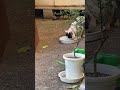 事務所に遊びに来るネコ「はちわれ」は元気です　The cat “Hachiware” who visits our office is doing well.