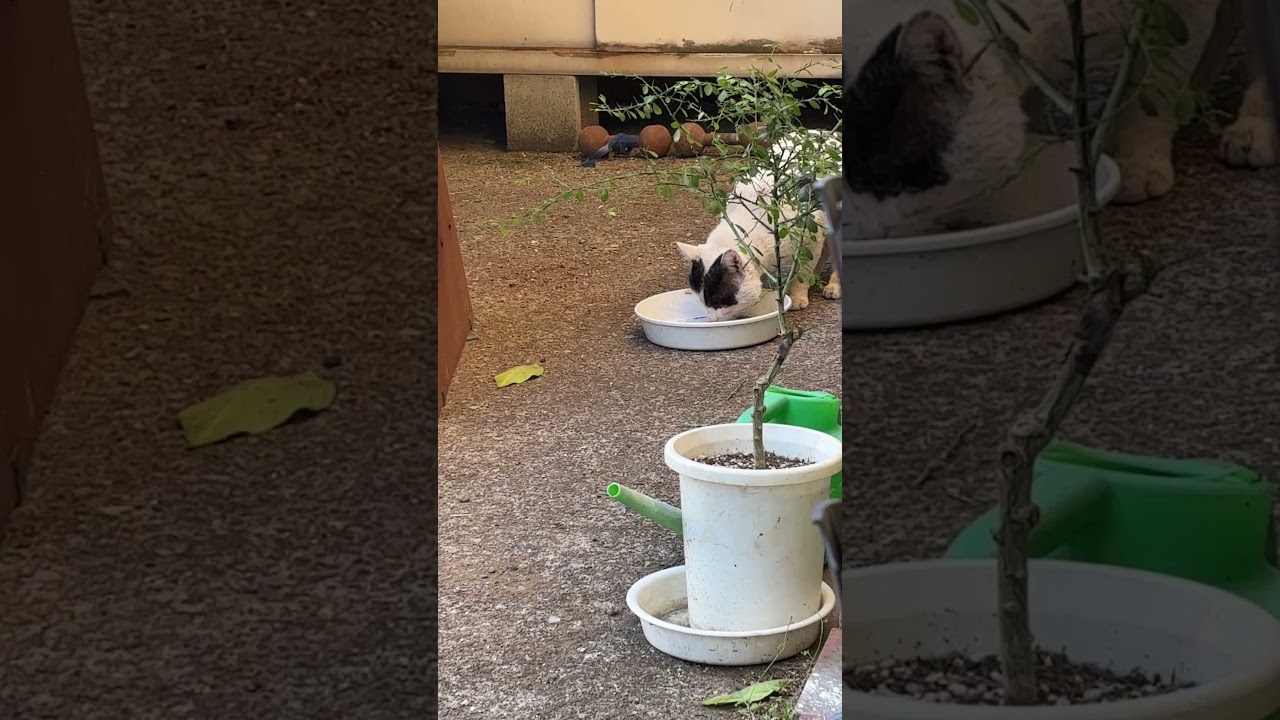 事務所に遊びに来るネコ「はちわれ」は元気です　The cat “Hachiware” who visits our office is doing well.