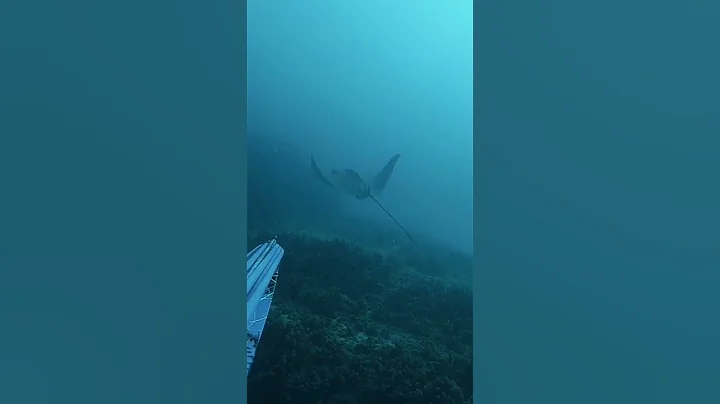 a creature from the deep