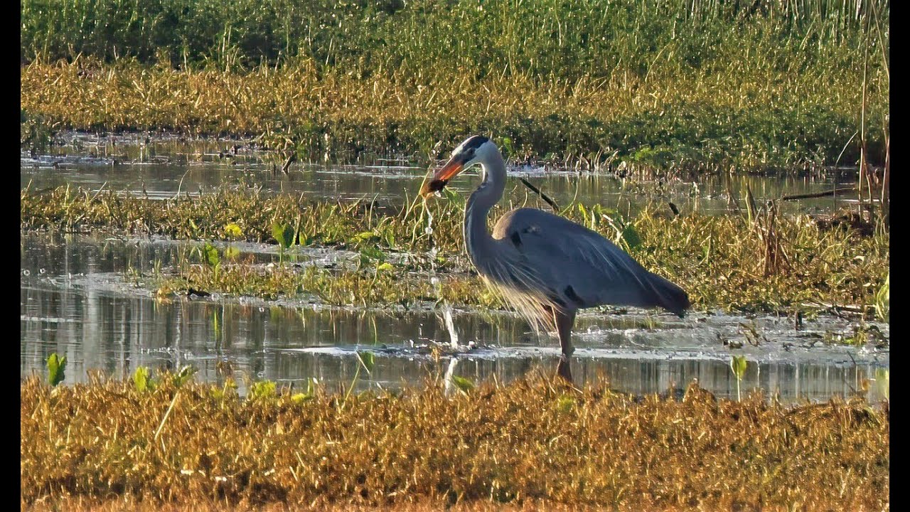 Why is this Great Blue Heron acting so weirdly? Breeding season he's showing off for the ladies