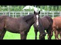 【ダブルアンコール(ドナブリーニ2017)】母馬との別れ