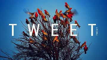 How to Pull Big Images Using Twitter Cards