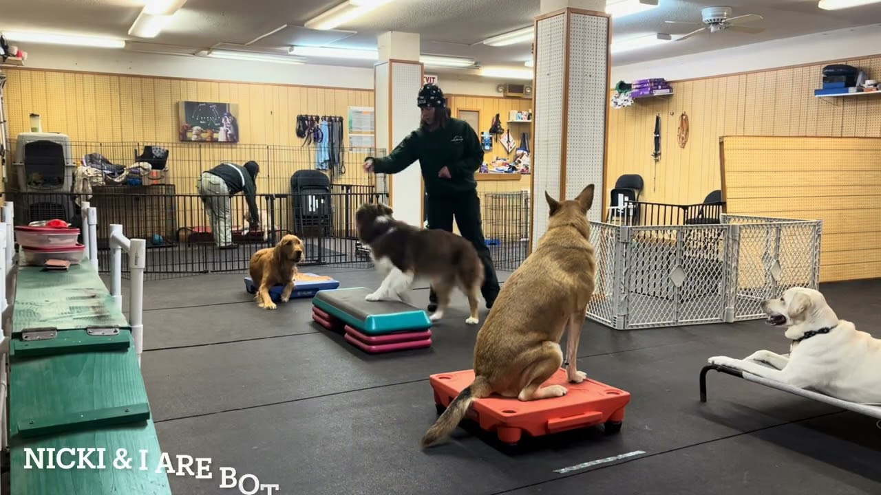 Dog School @ Mountainside Mutts - working against distractions