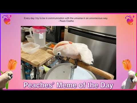 The One. Peaches’ Cockatoo Meme. Rescue parrot insights. #shorts