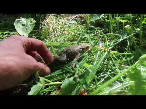 S.O.S. Pad inde put.. Beestenboeltje Zutphen Kijkt niet weg..Dierenvriend.. aardwachter.. Olfje.nl