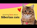 Top 20 Amazing Facts About Siberian Cats の動画、YouTube動画。