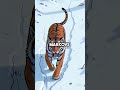 Tiger Hunted Human for Revenge - True Story