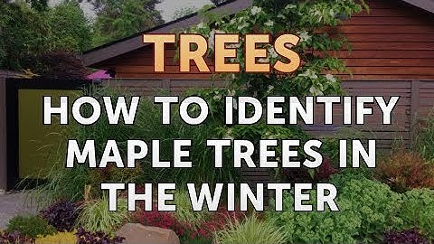 How to Identify Maple Trees in the Winter