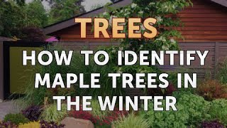 How to Identify Maple Trees in the Winter