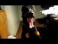 Beauceron service dog alerting to medical issue の動画、YouTube動画。