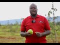 Mafunzo Na Usimamizi Wa Kilimo Cha Apple