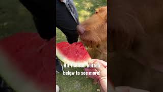 Don’t watch this dog eat watermelon | watermelon sugar | labradoodle puppy