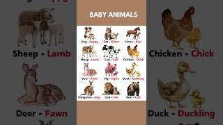Learn English Tip 7 BABY ANIMALS #EnglishbyKevin