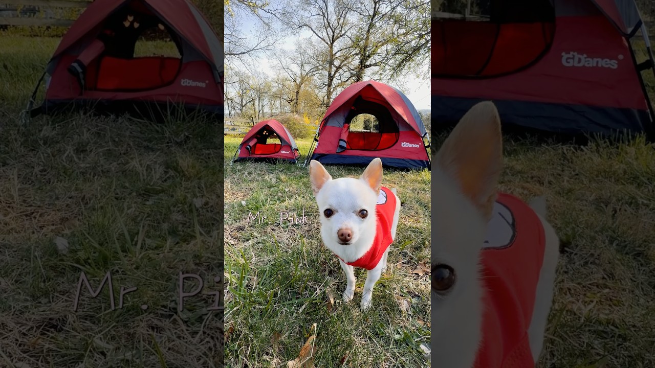 Tiny Chihuahua takes over giant Doberman #dog #siblings #chihuahua