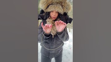 How to make rabbit and squirrel snares