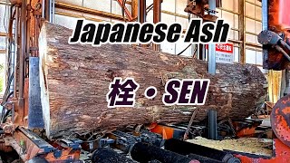 栓の木・Japanese ash Sawing!!