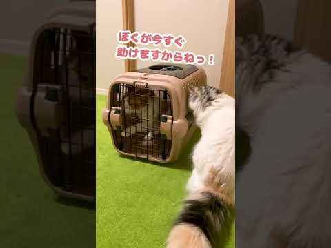 臭い師匠が悪いんやで？【おしゃべりする猫】 #Shorts