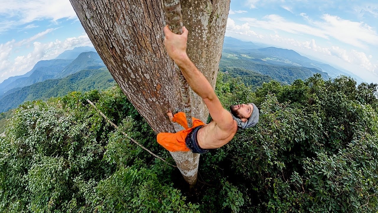 World Record Unique Ascent on this Giant Tree ( 82m )
