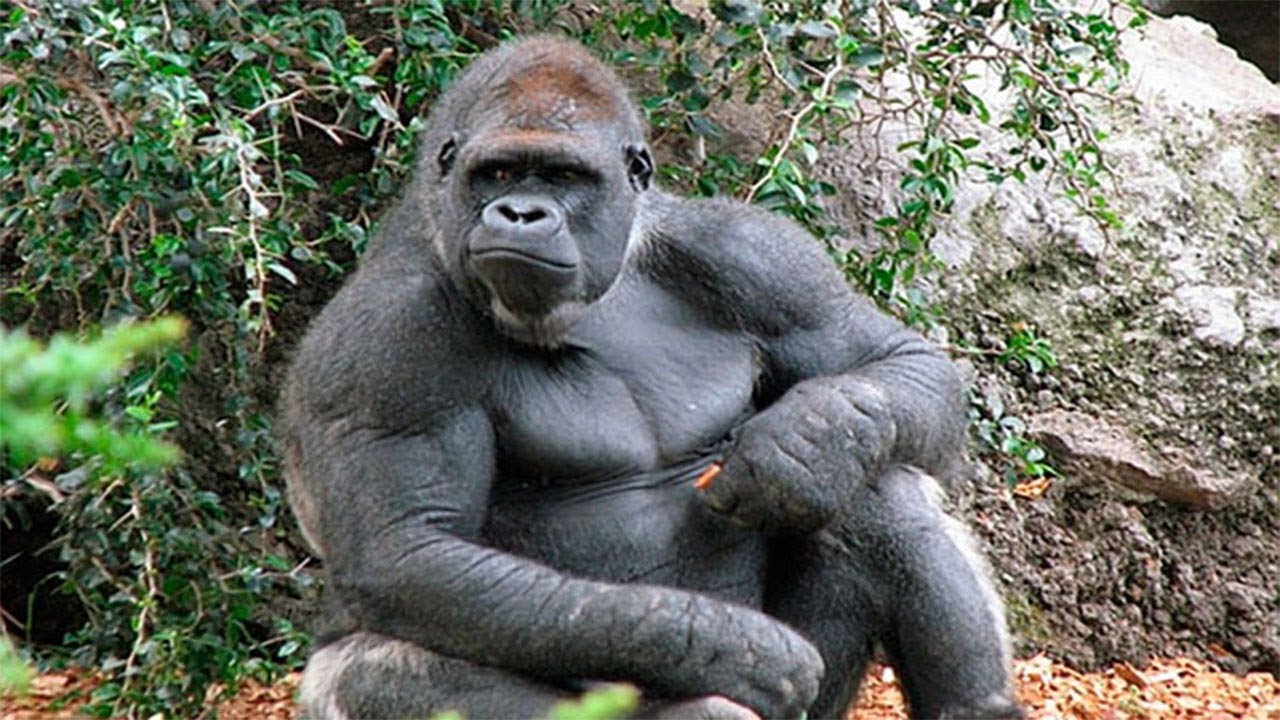 Человек сильнее животных. Самец гориллы рост и вес. Альфа самец гориллы. Мускулистая горилла. Обезьяна горилла.