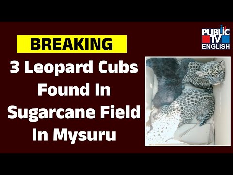 Three Leopard Cubs Found In Sugarcane Field In Mysuru | Public TV English