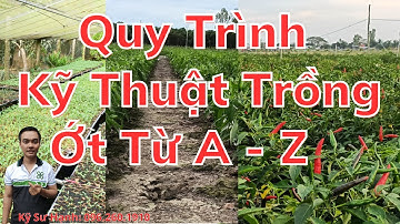 Quy Trình Kỹ Thuật Trồng Ớt Từ A Đến Z : Năng Suất, Ít Bệnh Vàng Lá, Thán Thư