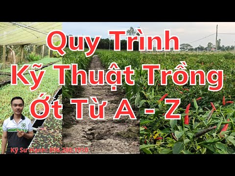 Video: Phânbón cho hồ tiêu. Làm đất để trồng ớt. Hồ tiêu Bungari: trồng và chăm sóc ngoài đồng