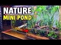 EASY Mini Pond / Nature Aquarium "Set It And Forget It" Style - Simple Tutorial