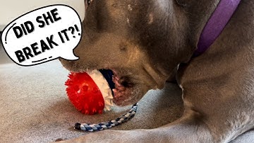 HGB Squeaky Interactive Dog Toys for Aggressive Chewers, Dog Toys Review