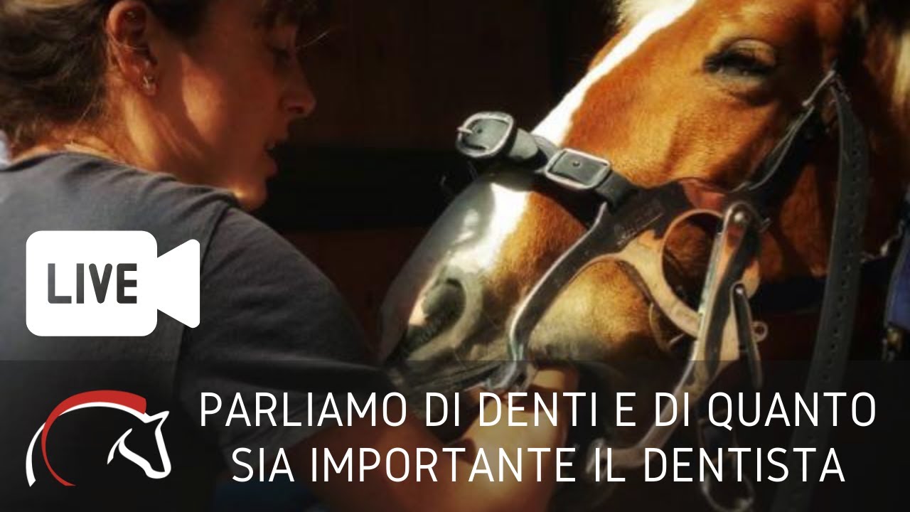 Si Usano Per Guidare Il Cavallo