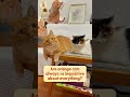 Are orange cats always so inquisitive about everything? #cat #kitten #cute #funny