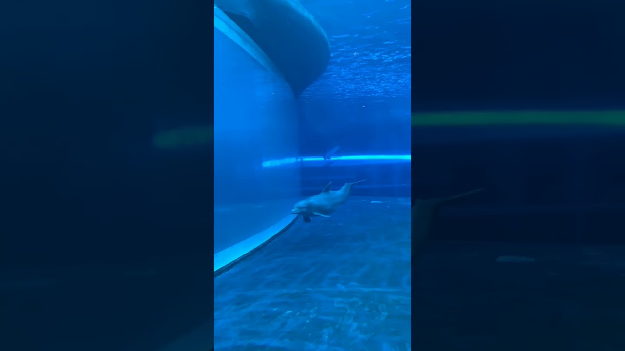 Why are sharks afraid of dolphins? #cutedolphin #shark #fact #sciencefact #science  #shorts