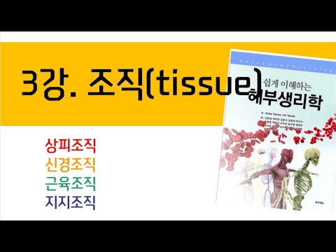 3강. 조직(tissue)_해부생리학 2022