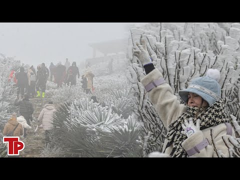 Cận cảnh băng giá phủ trắng đỉnh Mẫu Sơn, khách du lịch ùn ùn kéo tới dù trời rét -3 độ | Tiền Phong 2023 mới nhất