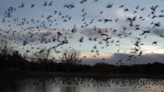flying geese thousands away canadian sounds