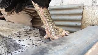 Asil Rajah Extremo
