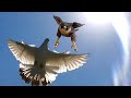 Сокол Сапсан атакует моих голубей!!! Falcon Peregrine