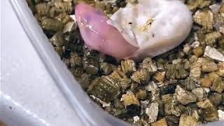 البيضة الجلدية في الزواحف