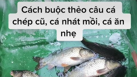 Cách buộc thẻo câu cá chép cũ, cá nhát mồi, cá ăn nhẹ