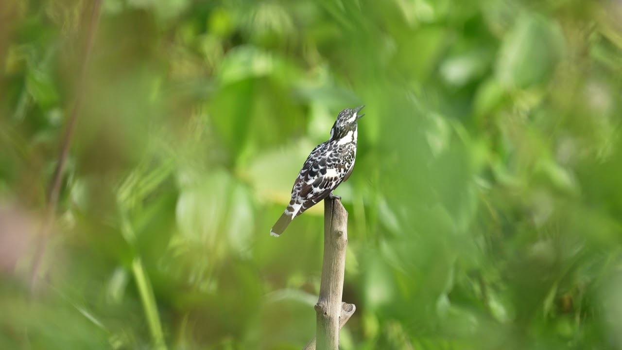 A pied kingfisher's calling their friends