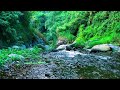 Calm River Sounds for Deep Relaxation in a Quiet Jungle – Clear Your Mind