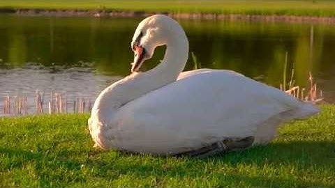 Swans - video reference for animators