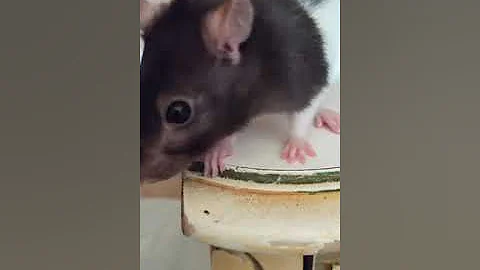 My daughter's pet rats