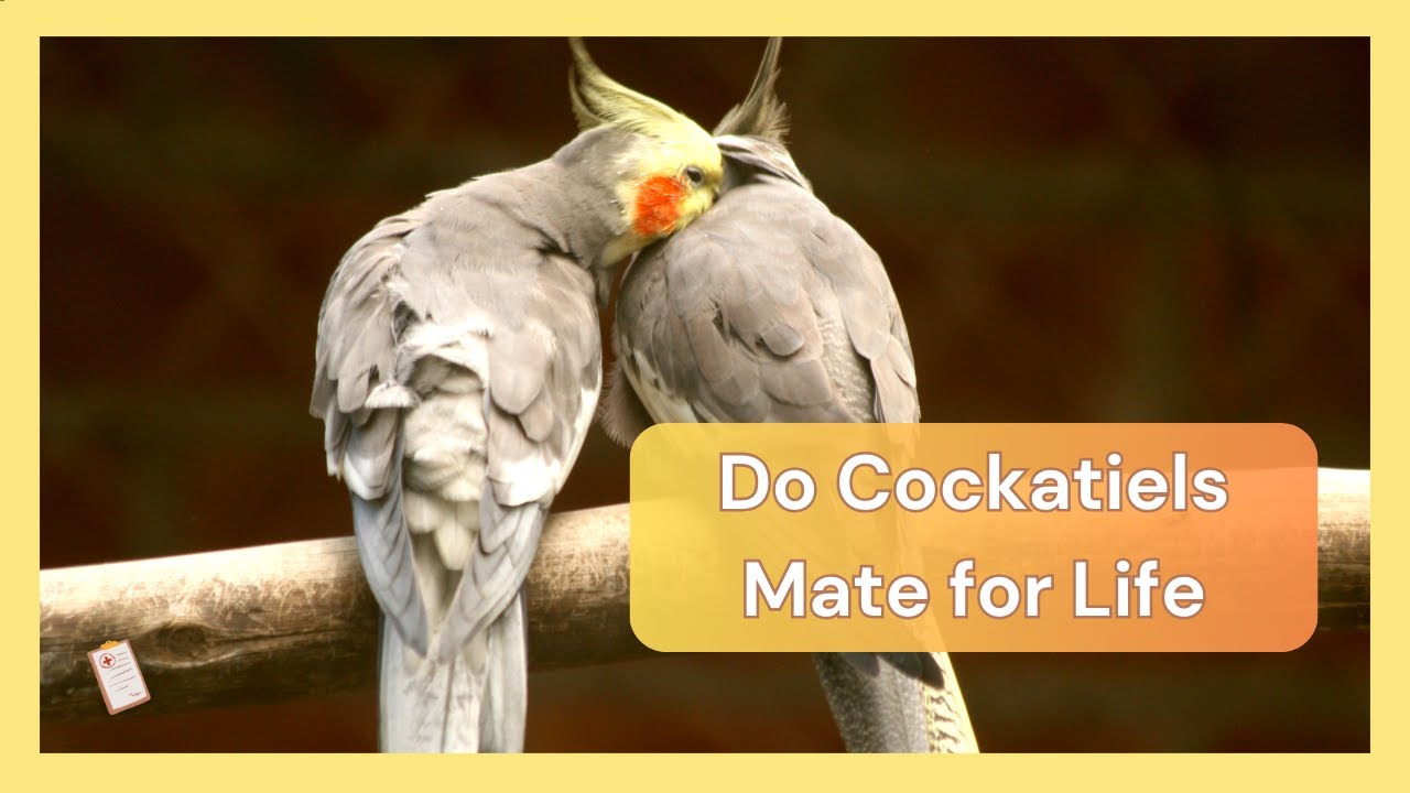 do-cockatiels-mate-for-life-dr-cockatiel-youtube