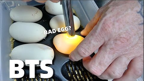 MC BTS | A Week As A Ball Python Breeder !!!