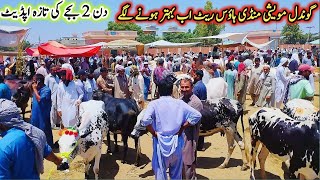 Today Gondal Mandi latest update 26May 2026!Rate kafi had tkbehtar mgr sath koshish or Mehnat shart
