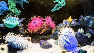 What Are Coral Reefs And Why They Need Protection ? Curiosis