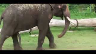 Elephant Scratches His Belly With His