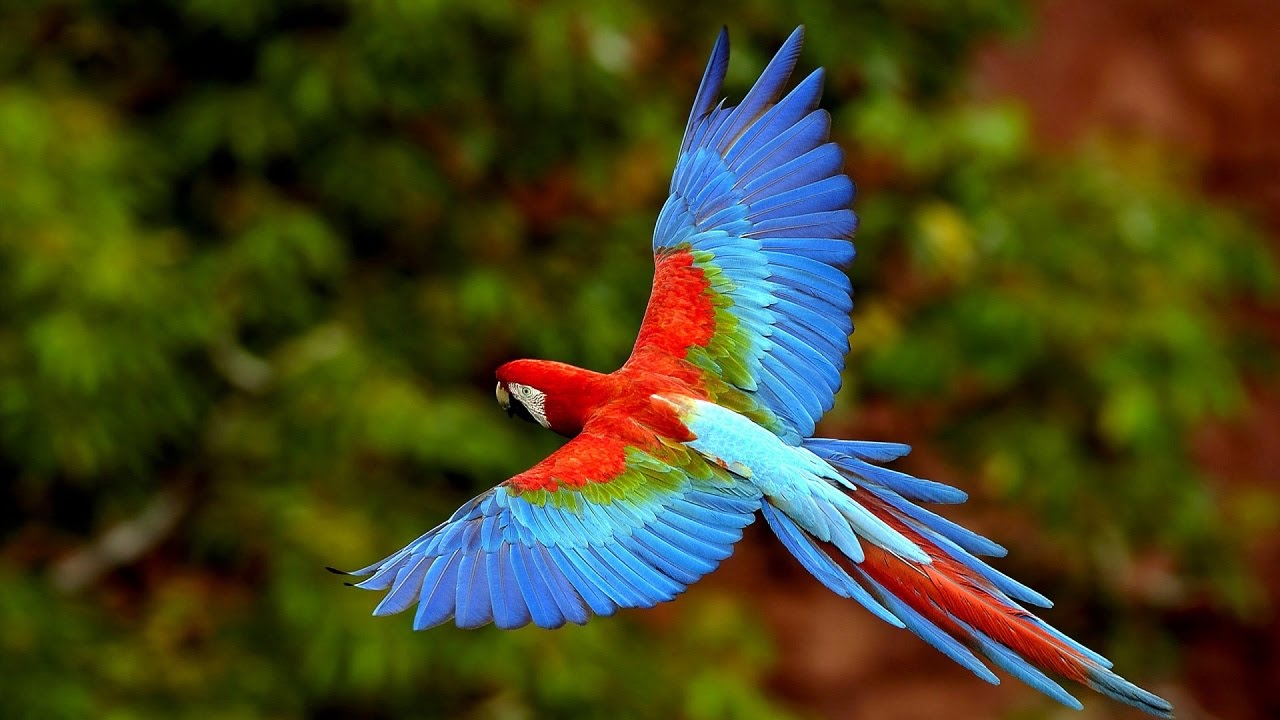 Самые Красивые Птицы Фото